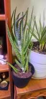 Image result for Chlorophytum pubiflorum