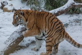 Sriracha tiger zoo is a wonderful place for the family. New At The Zoo Amur Tiger Smithsonian S National Zoo