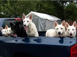 Black And White Shepherd Dog The Hoffman S German Shepherd Family German Sheperd Dogs White German Shepherd German Shepherd