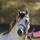 Kyabram Show - Horse Events event image