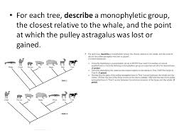 • for each tree, describe a monophyletic group, the closest relative to the whale, and the point at which the pulley identification of correct tree tree ii. Phylogenetics Questions Ppt Video Online Download