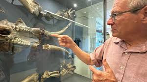 Mastodon bones have new home at Purdue Fort Wayne