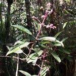 Image result for Dichaetanthera