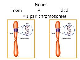 14 1 14 1 human chromosomes lesson objectives identify the types of human chromosomes in a karotype describe the patterns of the inheritance of human course hero from www.coursehero.com section 14 2 human chromosomes answer key. Ppt Heredity Powerpoint Presentation Free Download Id 6822955