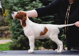 Image result for irský červenobílý setr