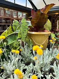 Image result for Centaurea ragusina