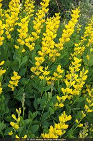 Image result for Baphia speciosa