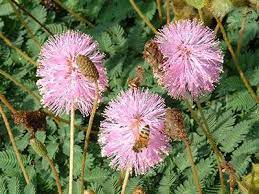 Pin On Plants We Love