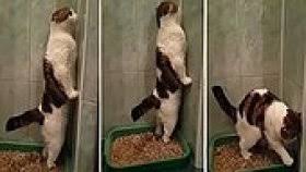 Komik Kedi Videolari Izle Izlesene Com