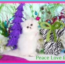 doll face persian chats et chatons chaton chat