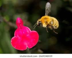 Image result for Bombus muscorum