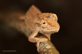 Image result for Searsia anchietae