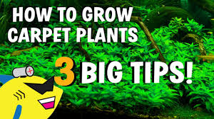 Shrimp are another popular invertebrate for aquariums and should have less of an effect on your does anyone know if this type of grass could be grown in a small outdoor fish pond? 3 Aquarium Carpet Plant Tips How To Grow Carpeting Plants Better Youtube