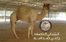 About press copyright contact us creators advertise developers terms privacy policy & safety how youtube works test new features press copyright contact us creators. Ø±Ø§Ø¹ÙŠ ØµØ¯Ø§Ù…Ù‡ Ø¹Ù„Ù‰ ØªÙˆÙŠØªØ± Ø§Ù„Ø´Ø¨Ø§Ø¨ÙŠ Ø¨Ø¹ÙŠØ± Ø§Ù„Ø¹Ø§ØµÙÙ‡ Ø±Ø§Ø¹ÙŠ ØµØ¯Ø§Ù…Ù‡ Ù…Ø­Ù…ÙŠØ© Ø§Ù„Ø±ÙˆÙŠÙ‡