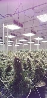 Up to 5' x 5' (25 square feet!) of flowering footprint coverage! Phytomax 2 1000 Led Grow Lights For Sale Black Dog Led