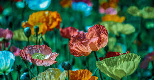 We did not find results for: 20 Spiritual Herbs And Plants For Higher Awareness Healing