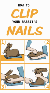 Bunny Manicure Caring For Your Rabbit S Nails Pet Bunny Rabbits Pet Rabbit Care Bunny Care