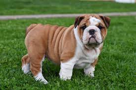 Pin By Jaslyn Boone On Puppy S English Bulldog Puppies Bulldog Puppies For Sale Bulldog Puppies