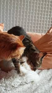 Sauter à la navigation sauter à la recherche. C Est Moi Qui L Ai Pas Fait Home Facebook