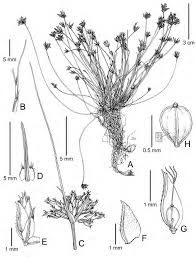 Image result for Pycreus macrostachyus