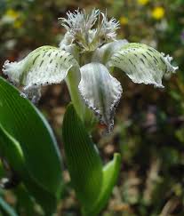 Check spelling or type a new query. Plantfiles Pictures Ferraria Species Starfish Lily Ferraria Ferrariola By Kell