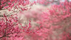 hd hintergrundbilder bluhen fruhling bluten rosa zweige desktop hintergrund hd hintergrundbilder bluhen fruhling