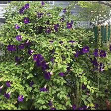 Image result for Thunbergia racemosa