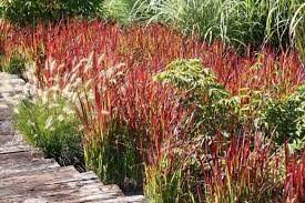 Japanese Blood Grass Desert Horizon Nursery