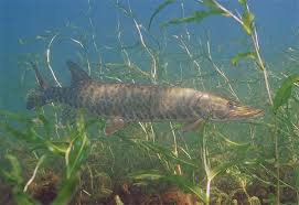 Check spelling or type a new query. Muskie The Big Toothy Bad Ass Of Northern Waters Ncpr News
