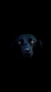 wallpapers おしゃれまとめの人気アイデア pinterest puppy lover 動物 ペット 壁紙