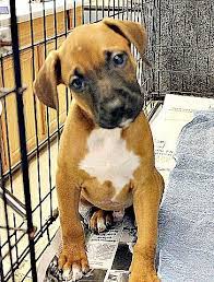 Dedicated to saving dogs, one tail wag at a time! Pin On Please Take Us Home
