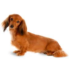 Smaller dachshunds were bred for hunting hares and ferrets. Miniature Dachshund Temperament Lifespan Grooming Training Petplan