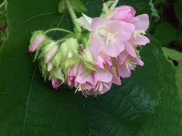 Image result for Dombeya kirkii