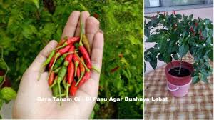 Beberapa cara memperbesar alat vital yang kami uraikan di bawah ini bisa anda lakukan sendiri karena caranya yang cukup sederhana. Cara Tanam Cili Di Pasu Agar Buahnya Lebat Kartel Dakwah