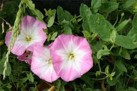 Image result for Convolvulus ocellatus