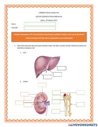 Soal sistem ekskresi, kelas xi sma. Lembar Kerja Sistem Eksresi Manusia Worksheet