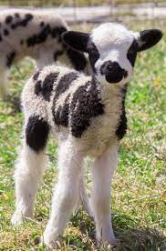 lamb hey what s black and white and cute animals cute baby animals baby animals