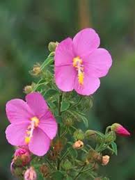 Image result for Pavonia burchellii