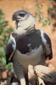 Birds Of Prey Animals List Avian Reintroduction And Translocation Species Harpy Eagle Harpy Eagle Largest Bird Of Prey Birds Of Prey