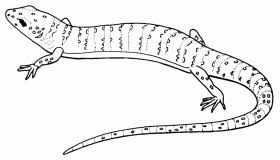 Here's a cute little gecko for you!if you're bored, have fun coloring in this desert animal, and if you're feeling really creative give him a nice desert. Leopard Gecko Coloring Sheet Coloring Home