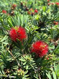 Image result for Callistemon