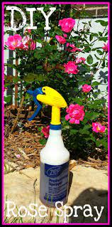 Cheap Easy Rose Bug Spray Diy Bug Spray Bugs On Roses Rose Bush Care