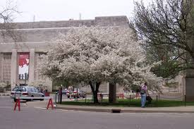 Check spelling or type a new query. 20 Beautiful Flowering Trees For Indiana Progardentips
