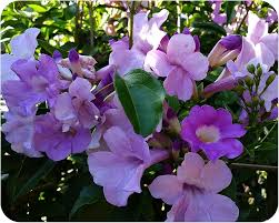 Image result for Cyrtorchis glaucifolia