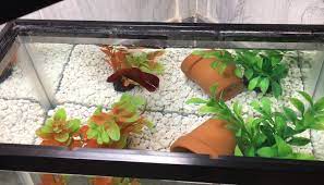 Best Substrate For Betta In 2021 Guide And Faqs Successful Aquarium