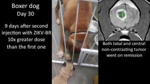 Ataxia is a common symptom of brain tumor in dogs. Safety Tumor Reduction And Clinical Impact Of Zika Virus Injection In Dogs With Advanced Stage Brain Tumors Sciencedirect
