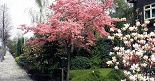 Die Schonsten Baume Fur Kleine Garten Haus Baume Garten Garten Ideen