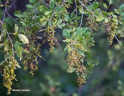 Image result for Searsia pyroides