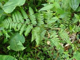 Image result for Deparia