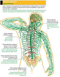 Resultado de imagen de nervios